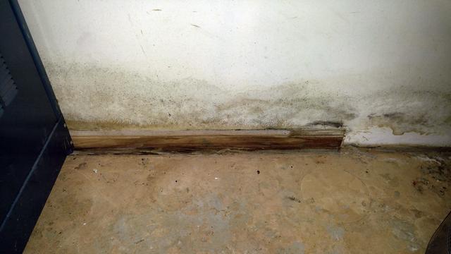 Mold Solutions By Cowleys Our Mold Removal Services Photo Album