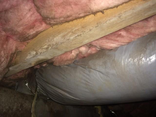 Mold on floor joist