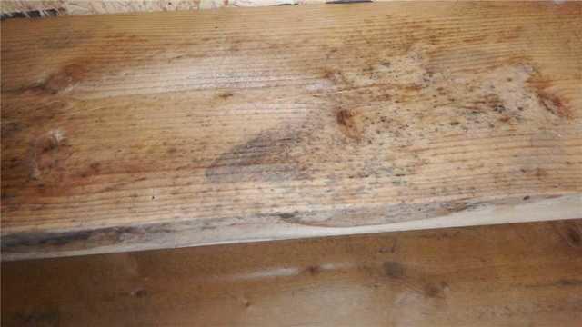 Mold on Crawl Space Beams