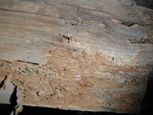 Termite damage