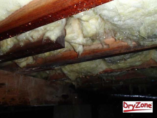 Water droplets all over the beams and insulation
