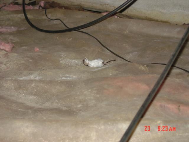 Rodent in crawl space