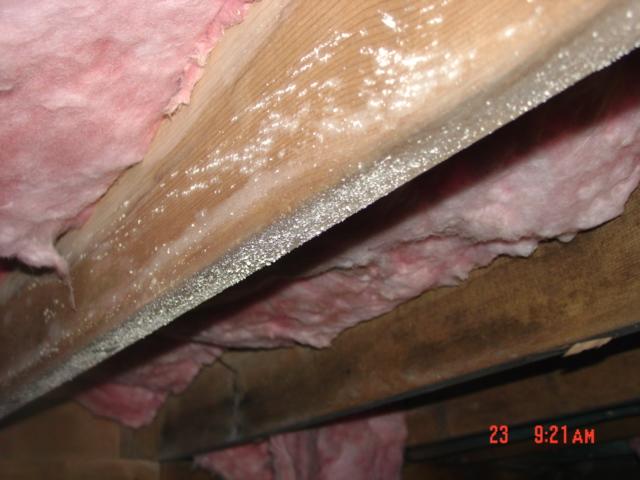 Mold on floor joist