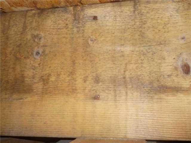 Closeup of Mold-Infested Wood