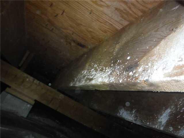 Mold Is Pervasive In This Crawl Space