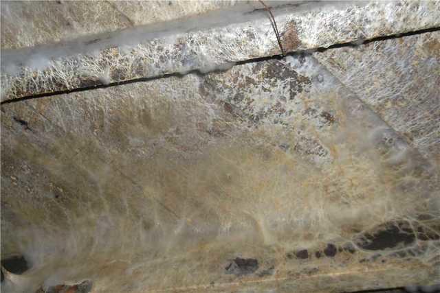 Mold Thrives In Wet Environments