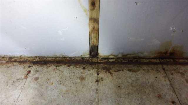 Mold and Water Damage in Wet Basement