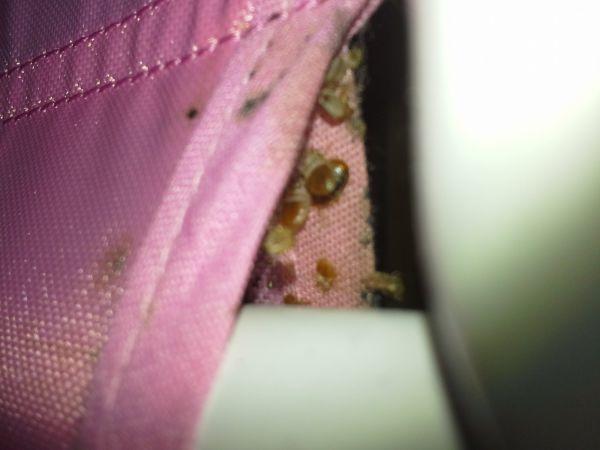 Close up of Bed Bugs in children's toys