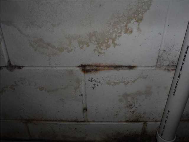 Mildew Forming on Basement Walls