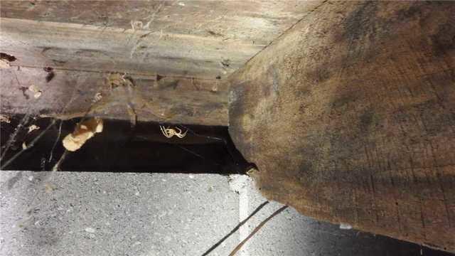 Mold, Spiders, and Moldy Spiders in Crawl Space