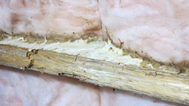 Mold builds up and rots wood beyond repair.