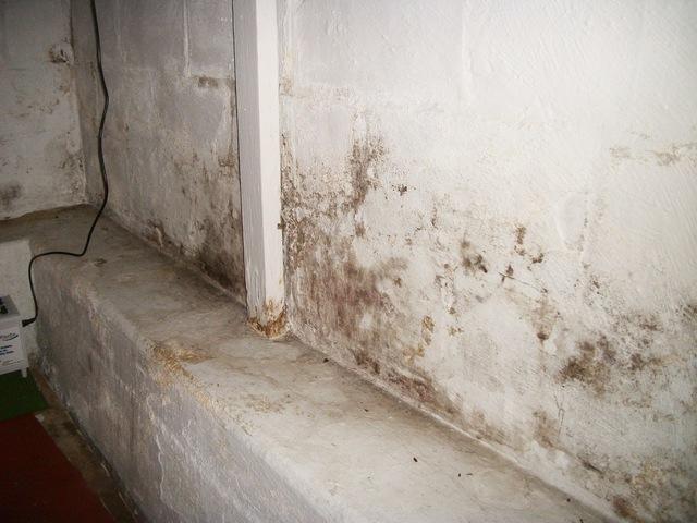 How to avoid mold in your basement - Image 1