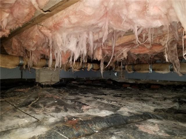 Gross Crawl Space in South Haven