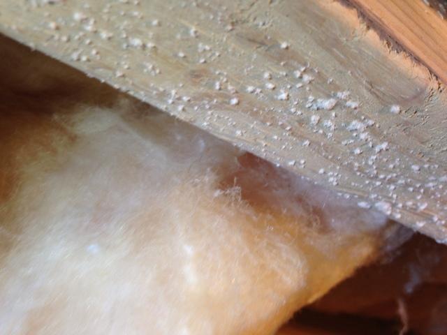 MOLD!