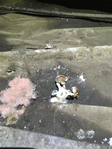 Many Different Kinds