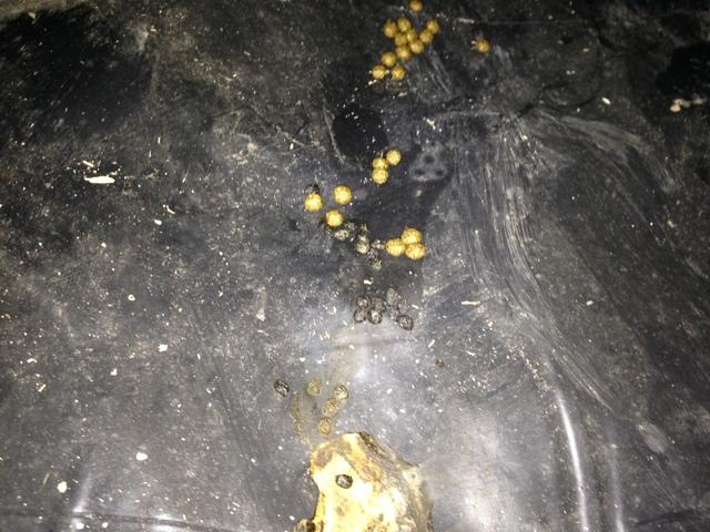 Fungus is no Fun