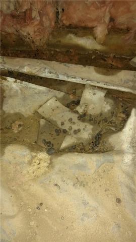 Mold on Crawl Space Floor