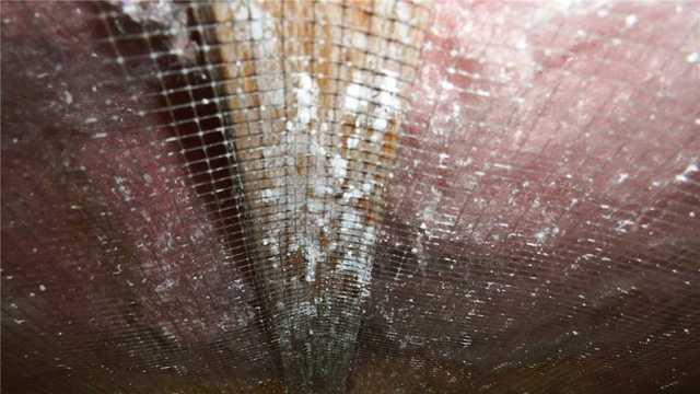 Some mold was present in the crawl space. These spores can make their way up into the home and affect the air quality. It's important to address the issue behind the mold growth.