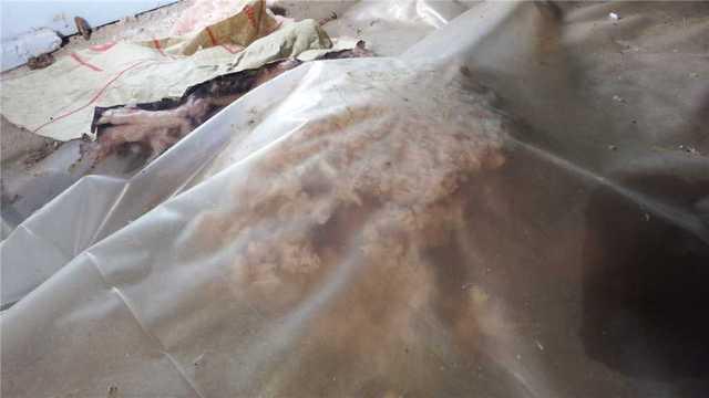 Plastic Sheeting Covers Fallen Insulation