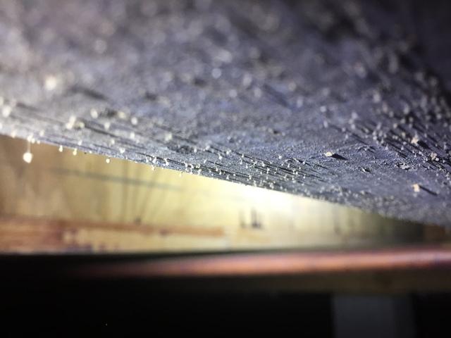 Close Up of Mold on Ceiling Joist
