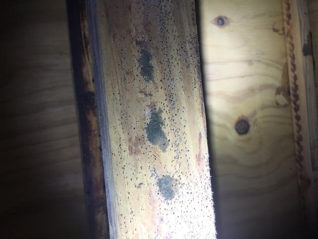 More Mold in Crawl Space