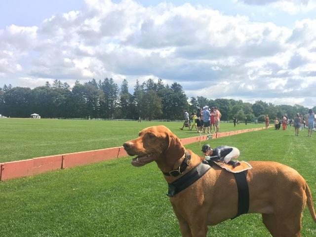 Greenwich Polo Club Animal Friends