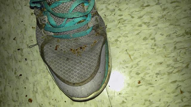 infestation pests