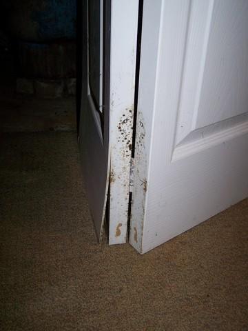 Moldy Door in East Hampton, CT