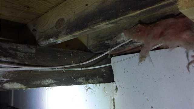 Moldy Beams in Crawl Space