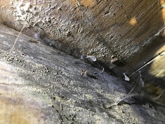 If it's organic, dead, and wet, mold knows to eat it.