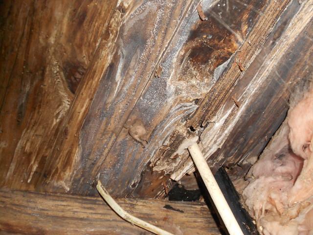 Holes have been drilled to run wires and cables. Humidity and temperatures have allowed for mold growth. Moisture and mold have created a significant amount of wood rot.