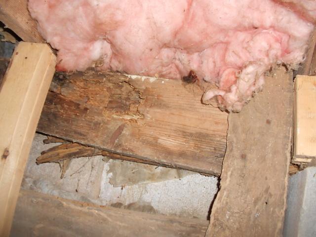 This joist is so rotten it is giving under the weight. 
The insulation in the floor joist is badly soiled and provides a home for insects.