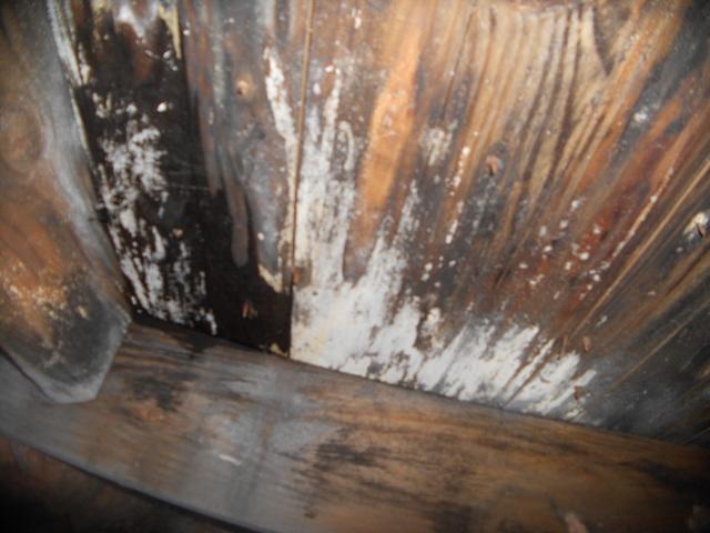 Black mold was growing right beneath their feet. It is important to not only treat the mold but to treat the conditions that enable mold growth.