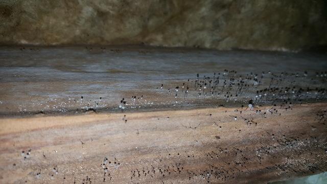 Mold on the floor joist