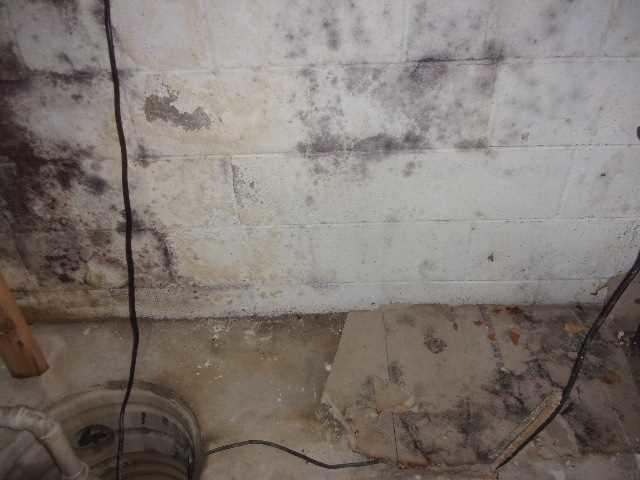 Mold on Basement Walls