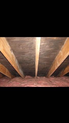 Extended mold throughout the attic