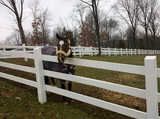 Newly painted fence