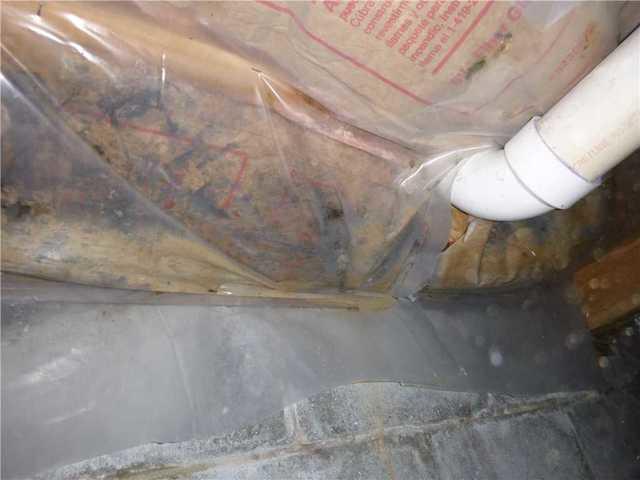 Mold is Alive and Growing