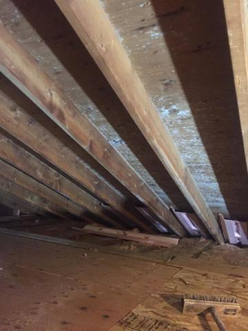 Attic mold