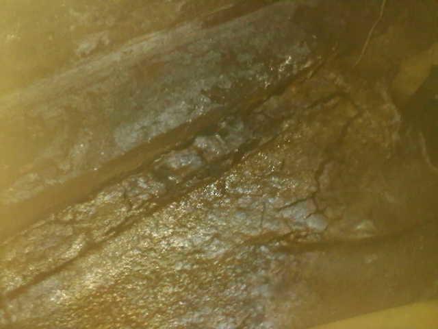 Mold Growth