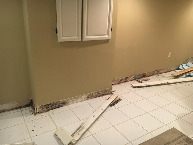 Mold behind the baseboards