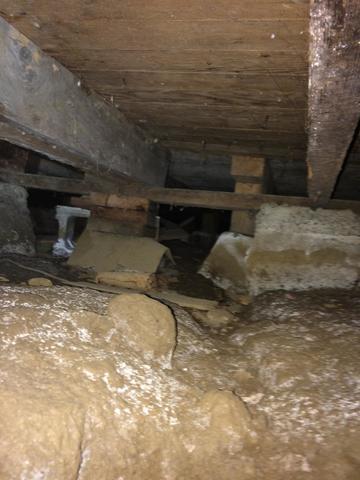 You can see the growth is on the ground and on the floor joists. These spores find their way into your home.