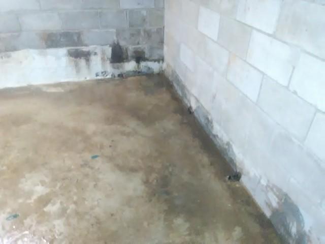 Mold on the basement walls