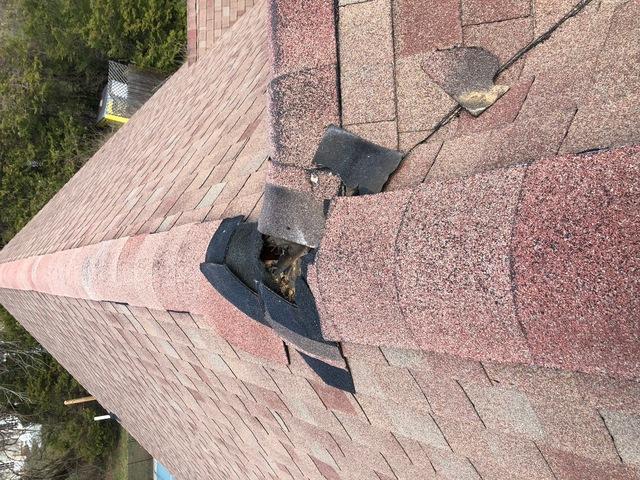 Cowleys Pest Services Wildlife Removal Photo Album Mama Raccoon Causes Extensive Damage To Old Bridge Nj Roof