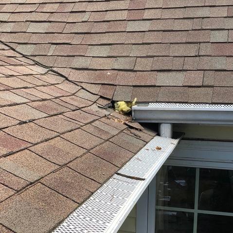 Roof Damage Near Gutter