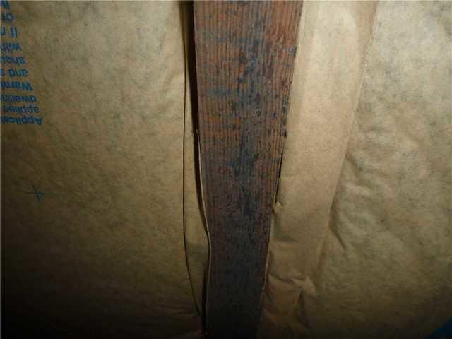 Mold Damaged Wood