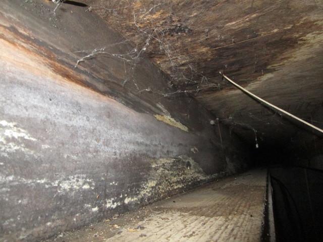 Mold on the Floor Joist