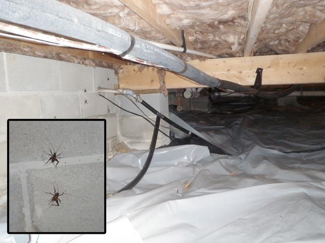 Vented dirt crawlspaces in Delmarva are the perfect habitat and breeding ground for pests and rodents.

Camel Crickets and other pest need the dampness in the crawlspace to hatch their eggs. With more then half the air in your home coming from the crawlspace this causes indoor air quality issues. Many homes today have at least one occupant who suffers from allergies to some extent.

With proper air sealing and crawlspace encapsulation the rodent and pest issue is reduced and helps eliminate allergens in the home.