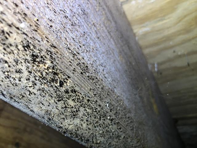 Crawl Space Mold in Leitchfield, KY