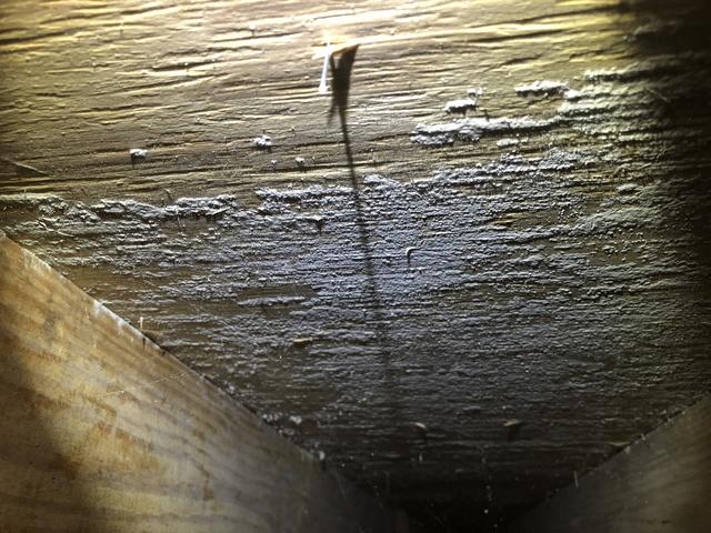 Mold Growth in Crawl Space